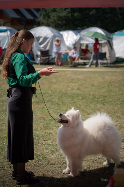 Samojed klub SK – Champion