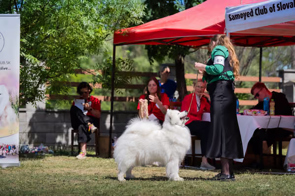 Samojed klub SK – Champion