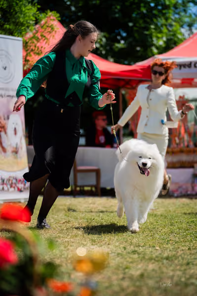 Samojed klub SK – Champion