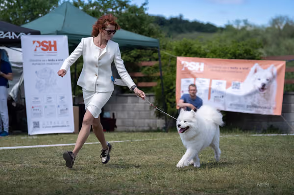 Samojed klub SK – Champion