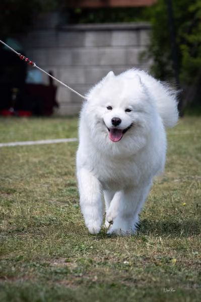 Samojed klub SK – Champion