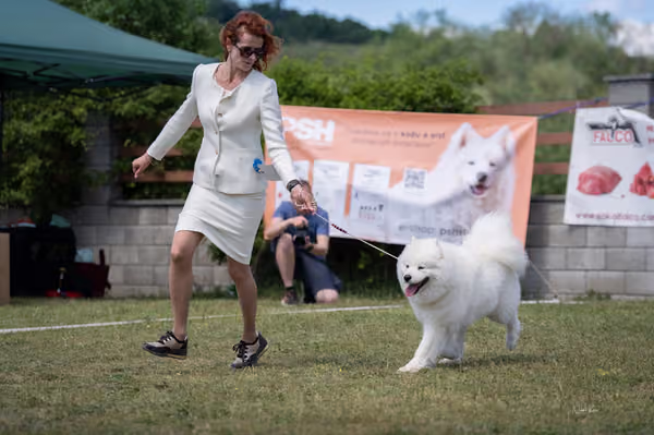 Samojed klub SK – Champion