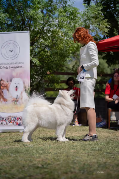 Samojed klub SK – Champion
