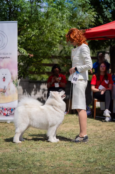 Samojed klub SK – Champion