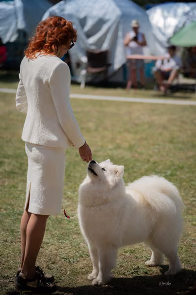Samojed klub SK – Champion