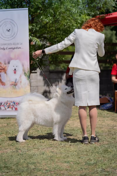 Samojed klub SK – Champion