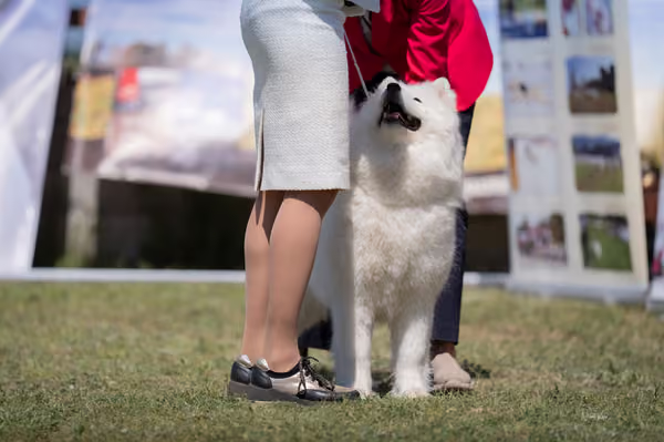 Samojed klub SK – Champion
