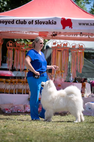 Samojed klub SK – Champion