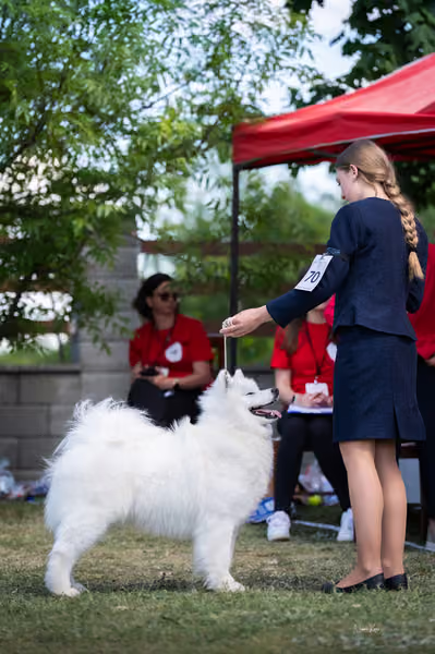 Samojed klub SK – Champion