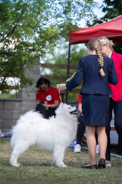 Samojed klub SK – Champion