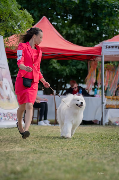 Samojed klub SK – Champion
