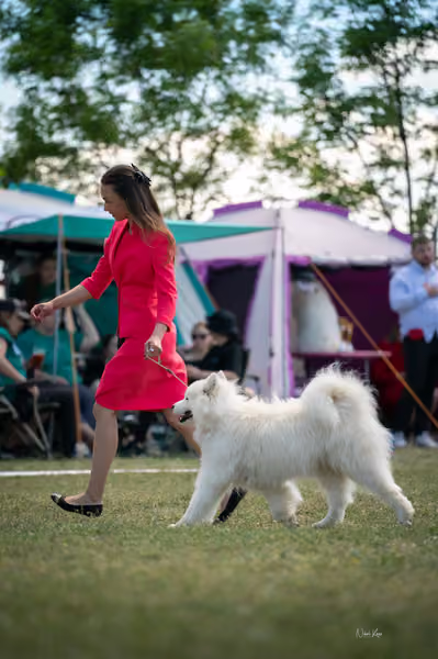 Samojed klub SK – Champion