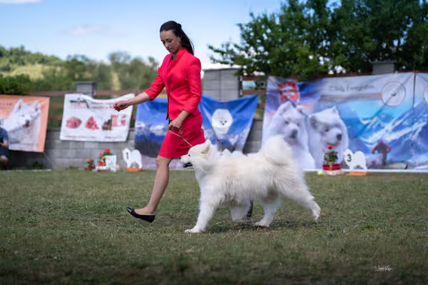 Samojed klub SK – Champion