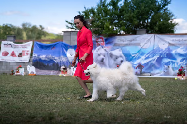 Samojed klub SK – Champion