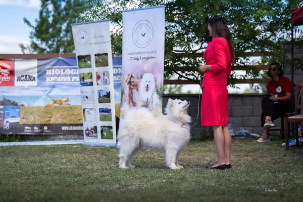 Samojed klub SK – Champion