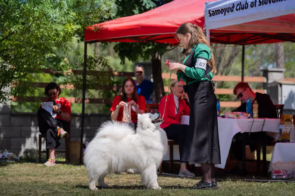 Samojed klub SK – Champion