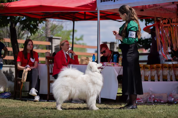 Samojed klub SK – Champion