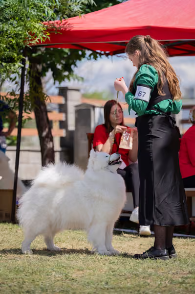 Samojed klub SK – Champion
