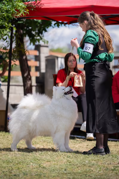 Samojed klub SK – Champion