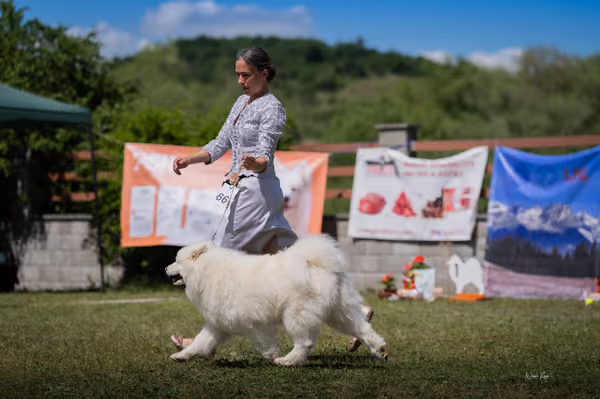 Samojed klub SK – Champion