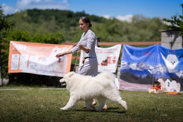 Samojed klub SK – Champion