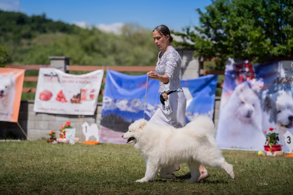 Samojed klub SK – Champion
