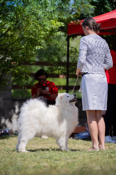 Samojed klub SK – Champion