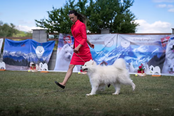 Samojed klub SK – Champion