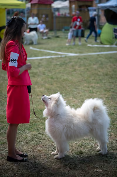 Samojed klub SK – Champion