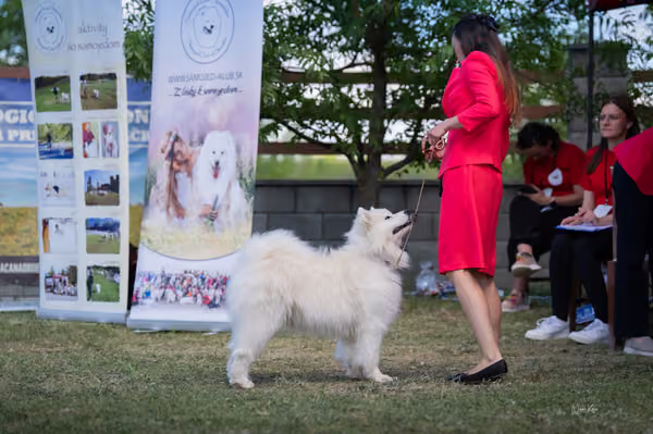 Samojed klub SK – Champion