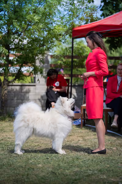 Samojed klub SK – Champion