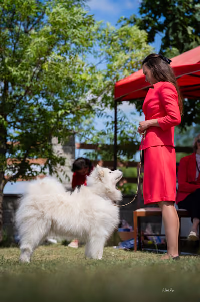 Samojed klub SK – Champion