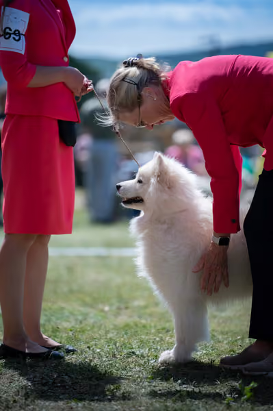 Samojed klub SK – Champion