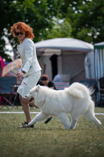 Samojed klub SK – Champion