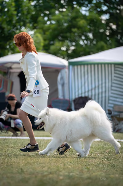 Samojed klub SK – Champion