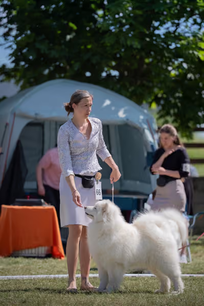 Samojed klub SK – Champion