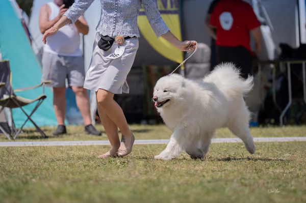 Samojed klub SK – Champion