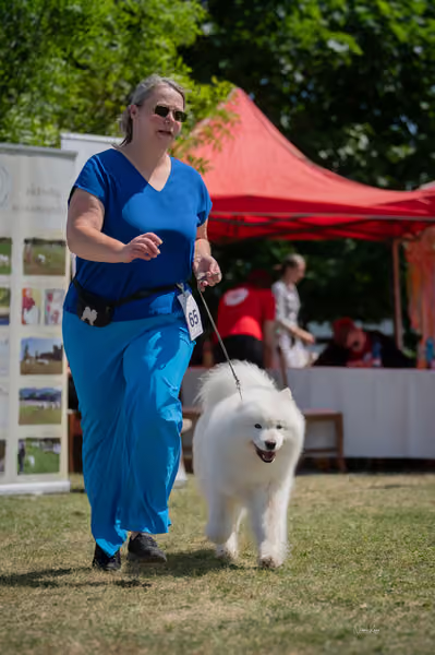 Samojed klub SK – Champion