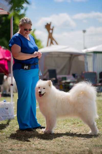 Samojed klub SK – Champion