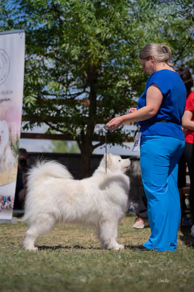 Samojed klub SK – Champion