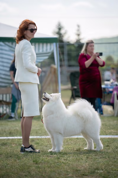 Samojed klub SK – Champion