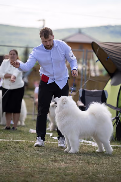 Samojed klub SK – Champion