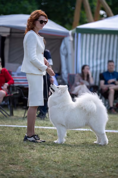 Samojed klub SK – Champion