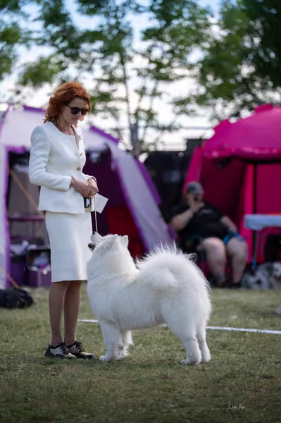 Samojed klub SK – Champion