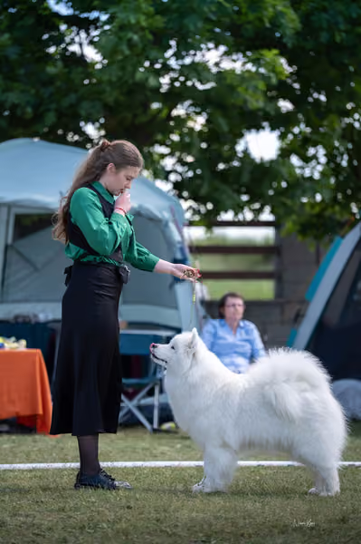 Samojed klub SK – Champion