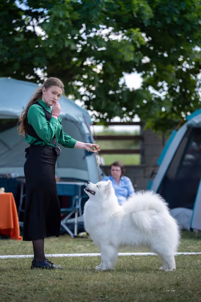 Samojed klub SK – Champion