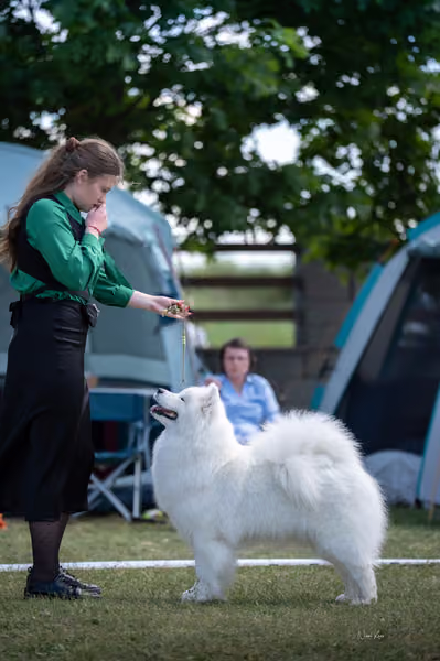 Samojed klub SK – Champion
