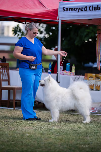 Samojed klub SK – Champion