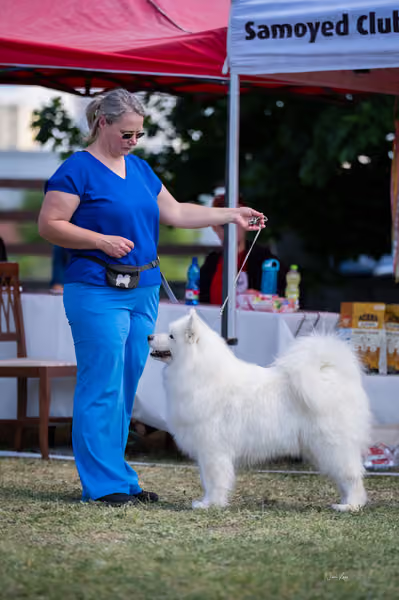 Samojed klub SK – Champion