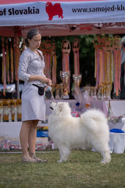 Samojed klub SK – Champion